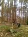 Southerville Apache GSD