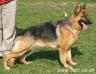 KIRA - 2 Jahre
