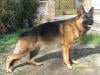 Ciro (2 years old)