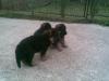 1m old pups
