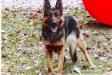 Apache vom Haus Willow