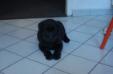 8 weeks