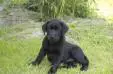 roo at 8 weeks