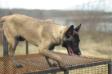 malinois puppies