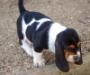  basset-hound puppy
