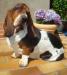 basset hound