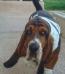 basset hound