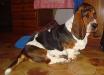 basset hound