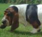 basset hound