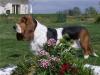 basset hound