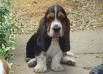 basset puppy