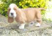 basset puppy