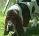 basset hound