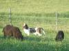 basset hound and sheeps
