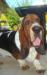 basset hound