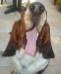 basset hound