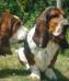 basset hound