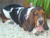 basset hound