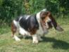 basset hound