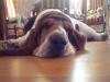 basset hound 