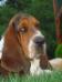 basset hound portrait
