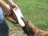DeMeaux Malinois