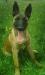 DeMeaux Malinois