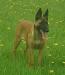 DeMeaux Malinois