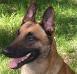 DeMeaux Malinois