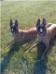 DeMeaux Malinois