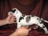3wks old   show side