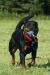 Deedee and her beloved ball
