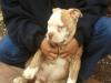 Star City Bullyz Fatz