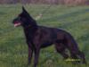 Bongo 17 meses