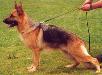 Saphira aus Wattenscheid Picture