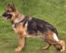 Zampa vom Friedenspark Picture