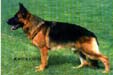 Nero von der Bildeiche Picture