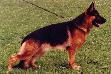 Romero von der Noriswand Picture