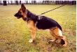 Indy von der Lentfert Hoeve Picture