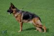 Augustus-Canis Sindy Picture