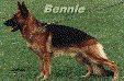Bennie vom Waithaus Picture