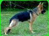Effi von der Drususeiche Picture