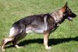 Elvis von Haus Welbergen Picture