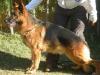 Hero von der Lentfert Hoeve Picture