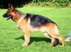 Rocco vom Walzer Ursprung Picture
