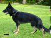 Asko von der Gerenklinge Picture