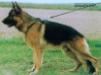 Luck von Batu Picture