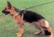 Dolfo Sennerblut Picture