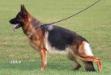 Karma d'Ulmental Picture