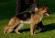 Weena vom Messina Picture